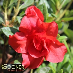 AUTUMN EMBERS® ENCORE® AZALEA 2 AUTUMN EMBERS® ENCORE® AZALEA - Image 2