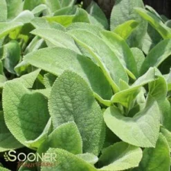 HELENE VON STEIN LAMB'S EAR -Plant Urea Sales DETA2 2017