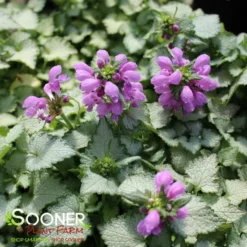 ORCHID FROST SPOTTED DEADNETTLE -Plant Urea Sales DETA2 2047