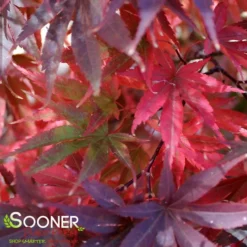 PIXIE UPRIGHT JAPANESE MAPLE -Plant Urea Sales DETA2 2088