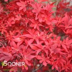 New Release -Plant Urea Sales DETA2 209