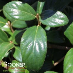 CONOY VIBURNUM -Plant Urea Sales DETA2 2136