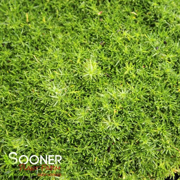 IRISH MOSS 2 IRISH MOSS - Image 2