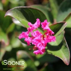 BERRY DAZZLE® CRAPEMYRTLE -Plant Urea Sales DETA2 2259
