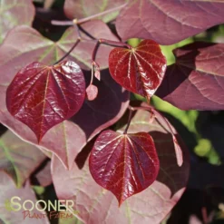 RUBY FALLS WEEPING REDBUD 9 RUBY FALLS WEEPING REDBUD -Plant Urea Sales DETA2 2311