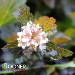 LITTLE DEVIL⢠NINEBARK