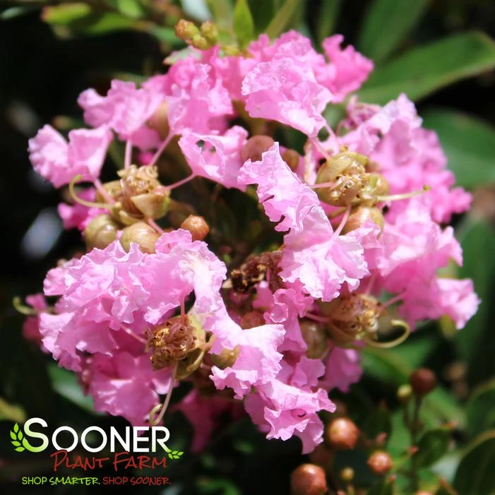 DAZZLE ME PINK® CRAPEMYRTLE 1 DAZZLE ME PINK® CRAPEMYRTLE