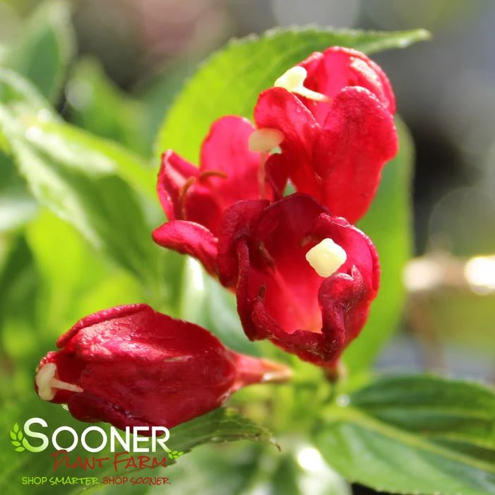 SONIC BLOOM® RED WEIGELA 3 SONIC BLOOM® RED WEIGELA - Image 3