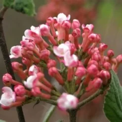 SPICE GIRL® KOREAN SPICE VIBURNUM -Plant Urea Sales DETA2 2439