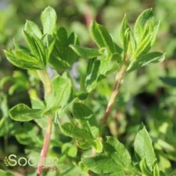 HAPPY FACE® WHITE POTENTILLA -Plant Urea Sales DETA2 2445