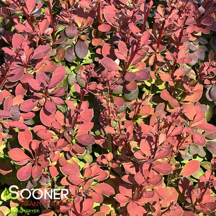 SUNJOY® CINNAMON BARBERRY 2 SUNJOY® CINNAMON BARBERRY - Image 2