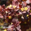 SUNJOY® MINI SALSA BARBERRY
