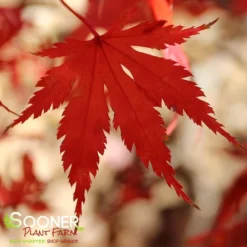ARIADNE UPRIGHT JAPANESE MAPLE -Plant Urea Sales DETA2 2564
