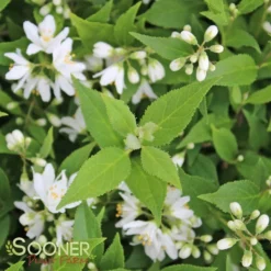 YUKI SNOWFLAKE® DEUTZIA 3 YUKI SNOWFLAKE® DEUTZIA -Plant Urea Sales DETA2 2576