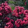 MIDNIGHT MAGIC™ CRAPEMYRTLE