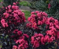 MIDNIGHT MAGIC™ CRAPEMYRTLE