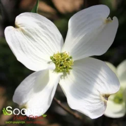 CHEROKEE PRINCESS® DOGWOOD -Plant Urea Sales DETA2 27