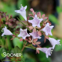 RASPBERRY PROFUSION™ ABELIA -Plant Urea Sales DETA2 2716