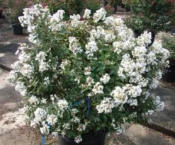 ENDURING SUMMER™ WHITE CRAPEMYRTLE 6 ENDURING SUMMER™ WHITE CRAPEMYRTLE -Plant Urea Sales DETA2 2826