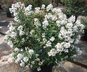 ENDURING SUMMER™ WHITE CRAPEMYRTLE 3 ENDURING SUMMER™ WHITE CRAPEMYRTLE - Image 3