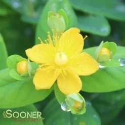 WHITE ST. JOHN'S WORT -Plant Urea Sales DETA2 2887