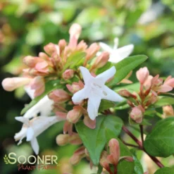 ETERNAL SUNSHINE™ ABELIA -Plant Urea Sales DETA2 2895