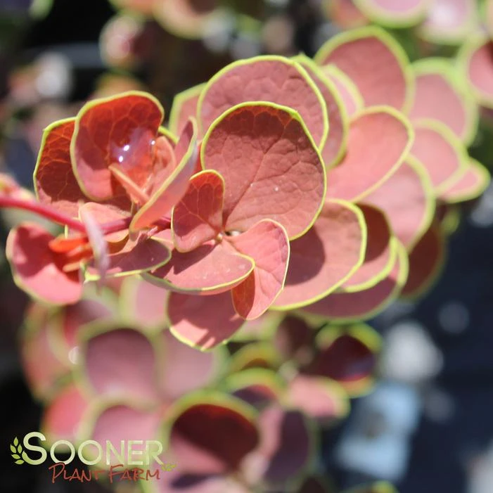 TOSCANA™ BARBERRY 2 TOSCANA™ BARBERRY - Image 2