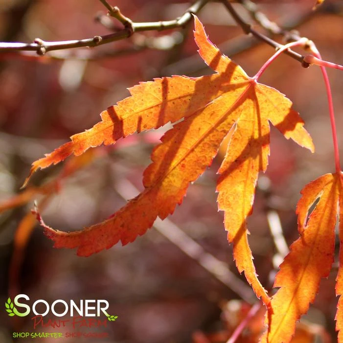 MANYO NO SATO UPRIGHT JAPANESE MAPLE 1 MANYO NO SATO UPRIGHT JAPANESE MAPLE