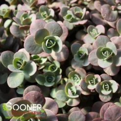 SUNSPARKLER® CHERRY TART SEDUM 5 SUNSPARKLER® CHERRY TART SEDUM -Plant Urea Sales DETA2 3014