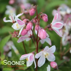 YUKI CHERRY BLOSSOM® DEUTZIA -Plant Urea Sales DETA2 3039