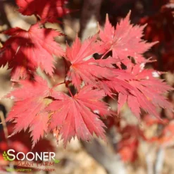 New Release 10 GLORIA UPRIGHT JAPANESE MAPLE