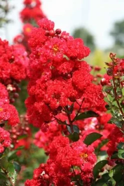 RUFFLED RED MAGIC™ CRAPEMYRTLE -Plant Urea Sales DETA2 3239