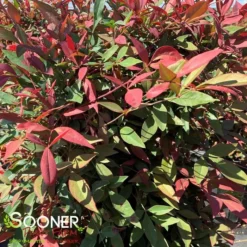 OBSESSION™ NANDINA 5 OBSESSION™ NANDINA -Plant Urea Sales DETA2 3270
