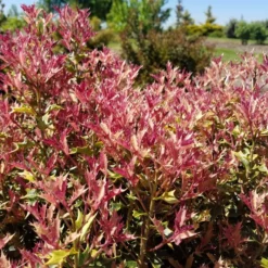 PARTY LIGHTS™ OSMANTHUS