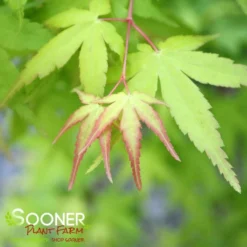UENO YAMA RED DWARF UPRIGHT JAPANESE MAPLE -Plant Urea Sales DETA2 3418