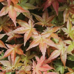 DESHOJO UPRIGHT JAPANESE MAPLE -Plant Urea Sales DETA2 3423