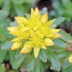 WEIHENSTEPHANER GOLD SEDUM -Plant Urea Sales DETA2 344