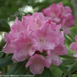 DANDY MAN® PINK RHODODENDRON -Plant Urea Sales DETA2 3446