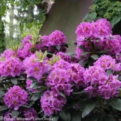 DANDY MAN® PURPLE RHODODENDRON -Plant Urea Sales DETA2 3447
