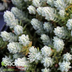 BLUE SPRUCE SEDUM -Plant Urea Sales DETA2 347