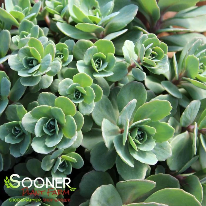 VERA JAMESON SEDUM 2 VERA JAMESON SEDUM - Image 2