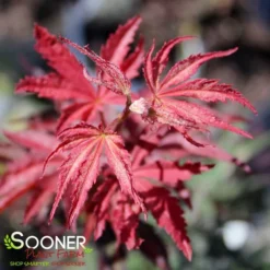 SUMINAGASHI UPRIGHT JAPANESE MAPLE -Plant Urea Sales DETA2 3679