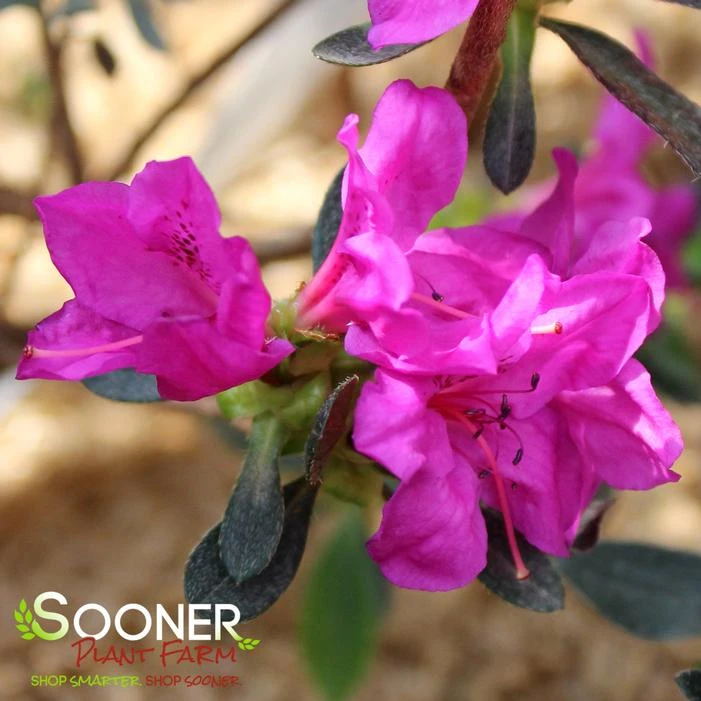 KAREN GIRARD AZALEA 2 KAREN GIRARD AZALEA - Image 2