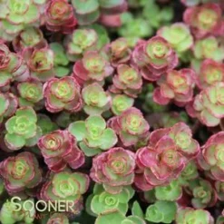 RED CARPET SEDUM -Plant Urea Sales DETA2 372