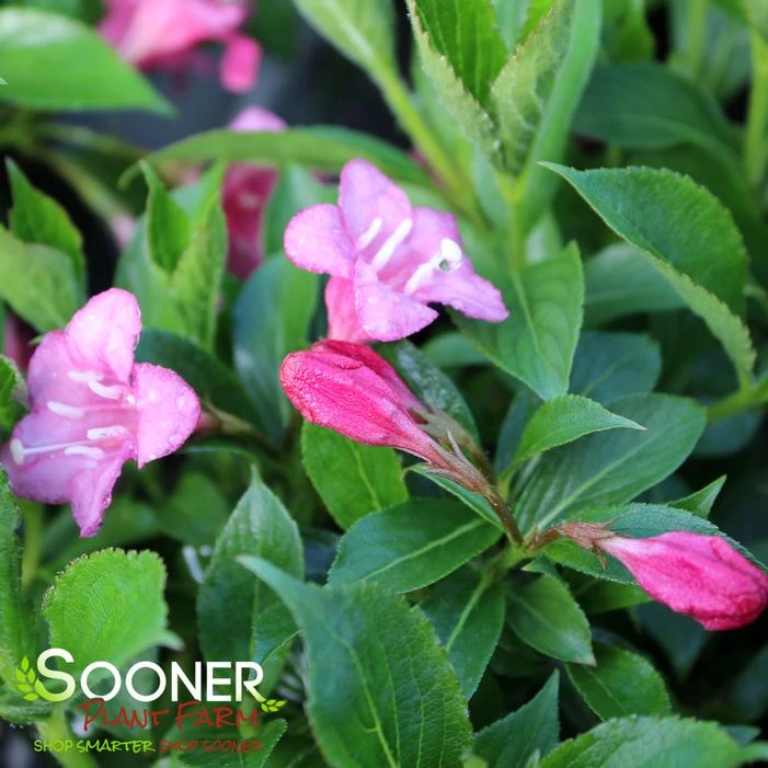 SNIPPET® DARK PINK WEIGELA 1 SNIPPET® DARK PINK WEIGELA