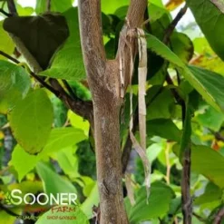 FRAGRANT SNOWBELL -Plant Urea Sales DETA2 3762