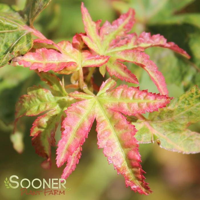 AKA KAWA HIME UPRIGHT JAPANESE MAPLE 2 AKA KAWA HIME UPRIGHT JAPANESE MAPLE - Image 2