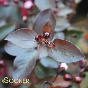 DOUBLE DYNAMITE® CRAPEMYRTLE 2 DOUBLE DYNAMITE® CRAPEMYRTLE - Image 2