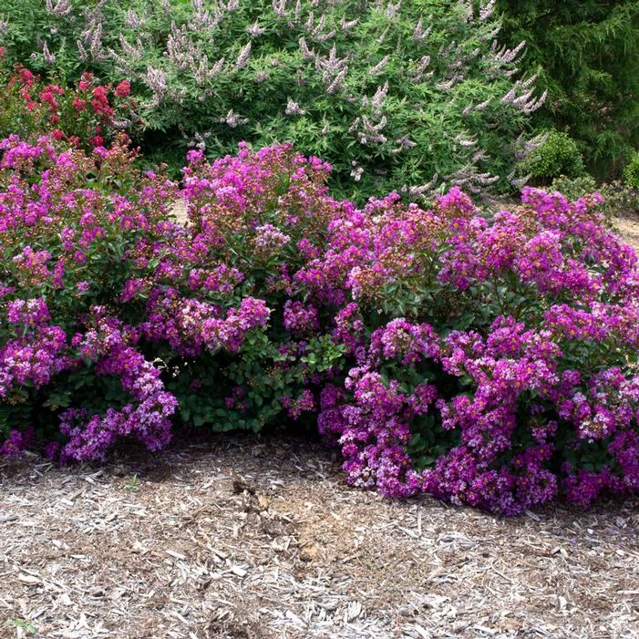 BELLINI® GRAPE CRAPEMYRTLE 2 BELLINI® GRAPE CRAPEMYRTLE - Image 2