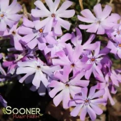 BEDAZZLED LAVENDER PHLOX 6 BEDAZZLED LAVENDER PHLOX -Plant Urea Sales DETA2 3969